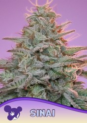 Anesia - Sinaï Landraces - Au Coeur du Chanvre