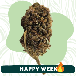 OG Kush THS - FUZ -  Au Coeur du Chanvre