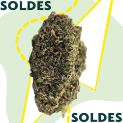 Slurricane - Fleur CBD - Au Coeur du Chanvre
