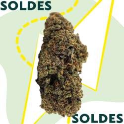 Black Mango Pepper - Fleur CBD - Au Coeur du Chanvre