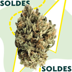 OZK - Fleur CBD - Au Coeur du Chanvre
