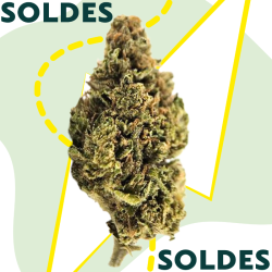 Grape Gaz - Fleur CBD - Au Coeur du Chanvre