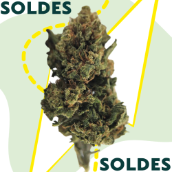 Cherry Pie - Fleurs CBD - Au Coeur du Chanvre