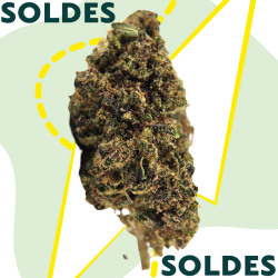 Gelato91 BZ - FUZ -  Au Coeur du Chanvre