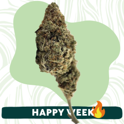 Gelato33 - Fleur CBD - Au Coeur du Chanvre