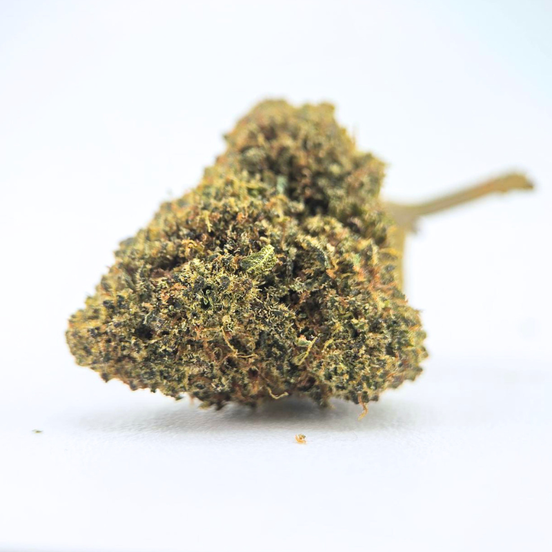 Mango Haze DC - FUZ -  Au Coeur du Chanvre