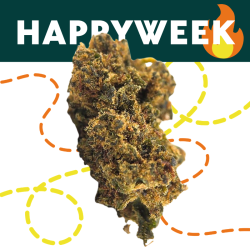 Gorilla Glue BZ - FUZ -  Au Coeur du Chanvre