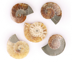 Ammonites Sciées et Polies 25 à 35 mm